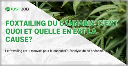 Foxtailing du cannabis, c'est quoi et quelle en est la cause?