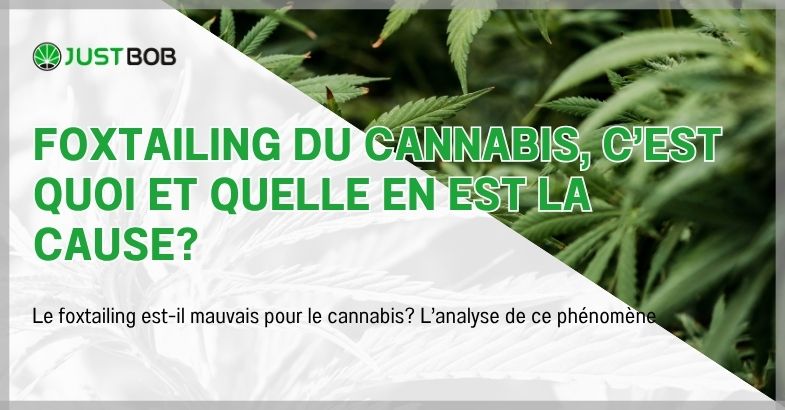 Foxtailing du cannabis, c'est quoi et quelle en est la cause?