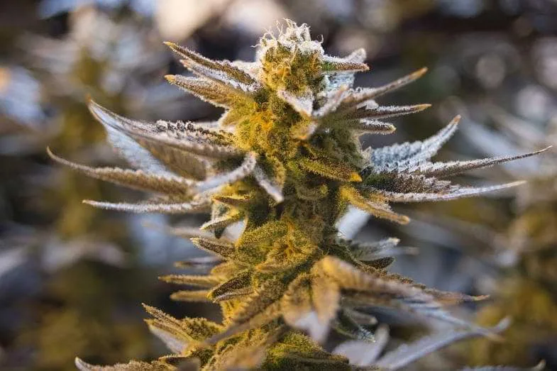 Sommite florale de Cannabis sativa L. en macrophotographie avec trichomes argentés et pistils orange évoquant le mot sanskrit ganja