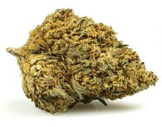 GELATO CBD BOOST-fleurs-cbd