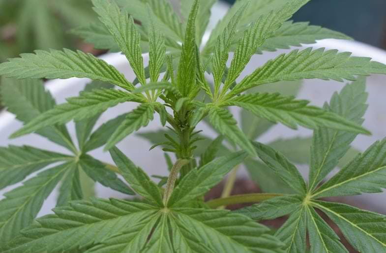 Germes de chanvre sativa