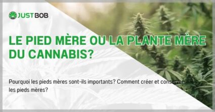 Le pied mère ou la plante mère du cannabis?