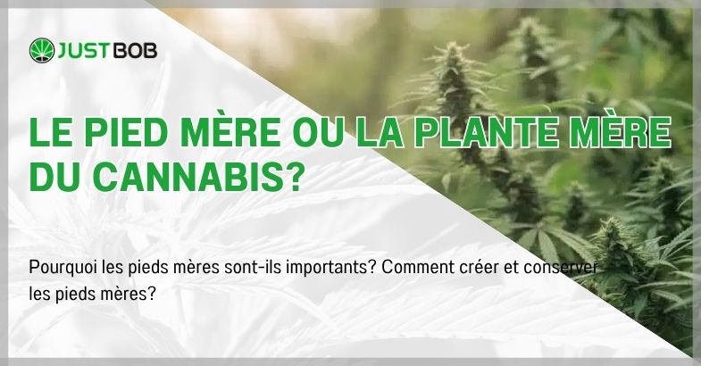 Le pied mère ou la plante mère du cannabis?