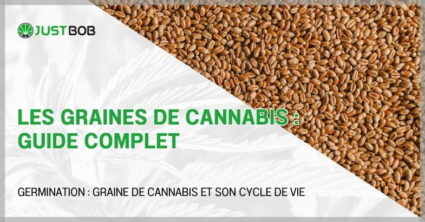 Les graines de cannabis : guide complet