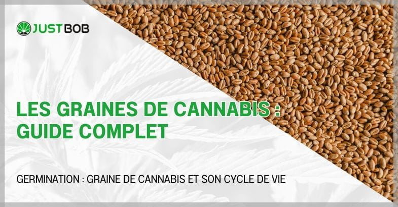 Les graines de cannabis : guide complet