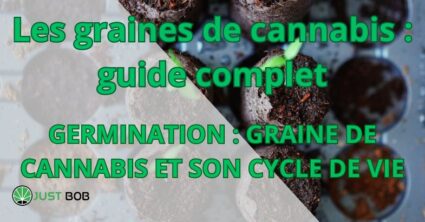 Les graines de cannabis : guide complet