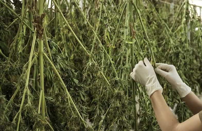 Séchage du cannabis