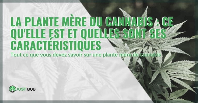 Tout sur la plante mère du cannabis