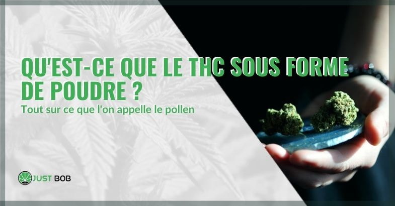 Tout sur la poudre de THC