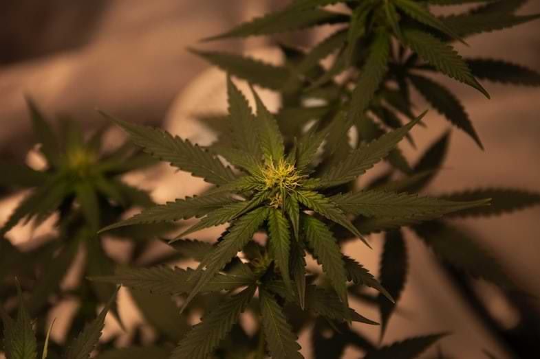 Tout sur les germes de chanvre sativa