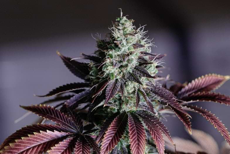 THC Strips | Justbob