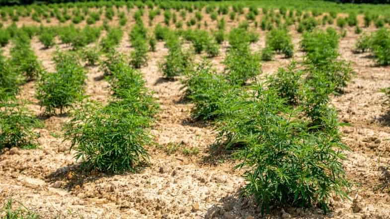 Marijuana en fleur | Justbob