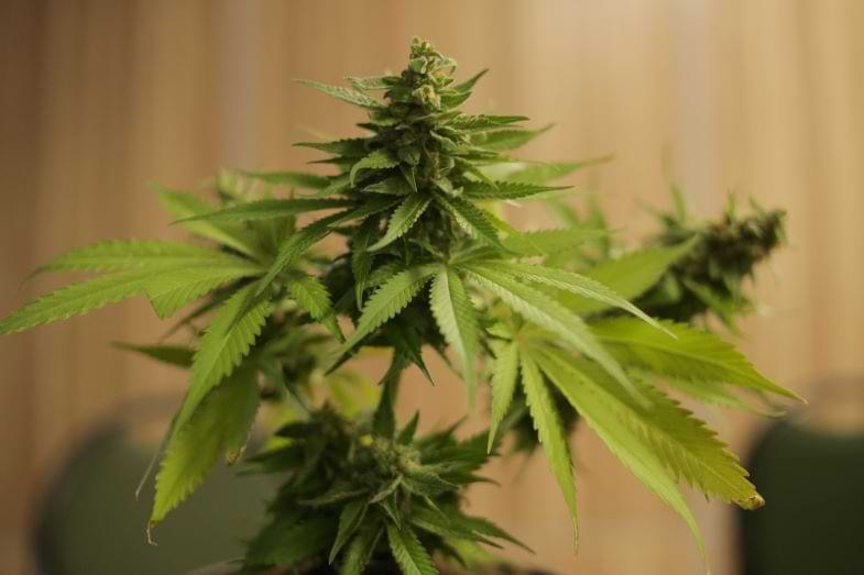 Plante de cannabis | Justbob