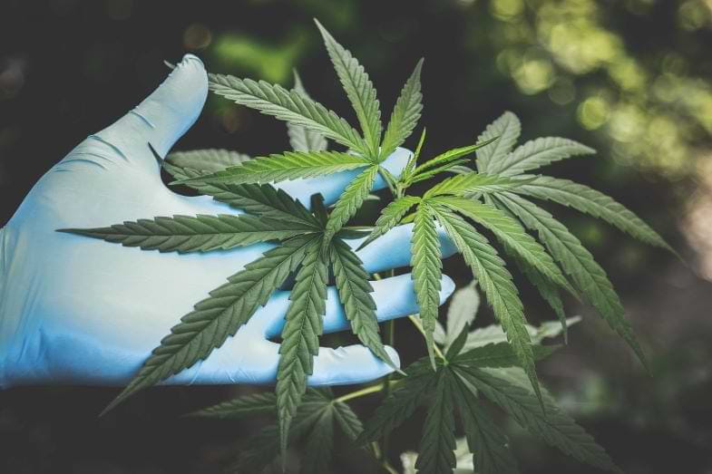 Plante de cannabis | Justbob