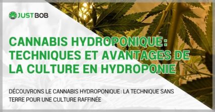 Cannabis hydroponique : techniques et avantages de la culture en hydroponie