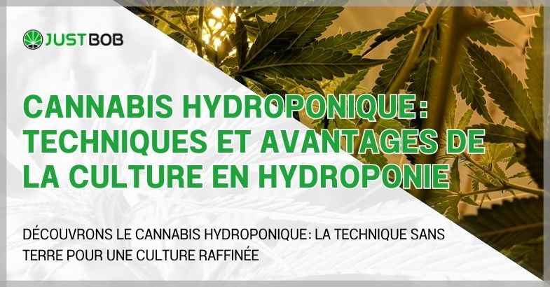Cannabis hydroponique : techniques et avantages de la culture en hydroponie