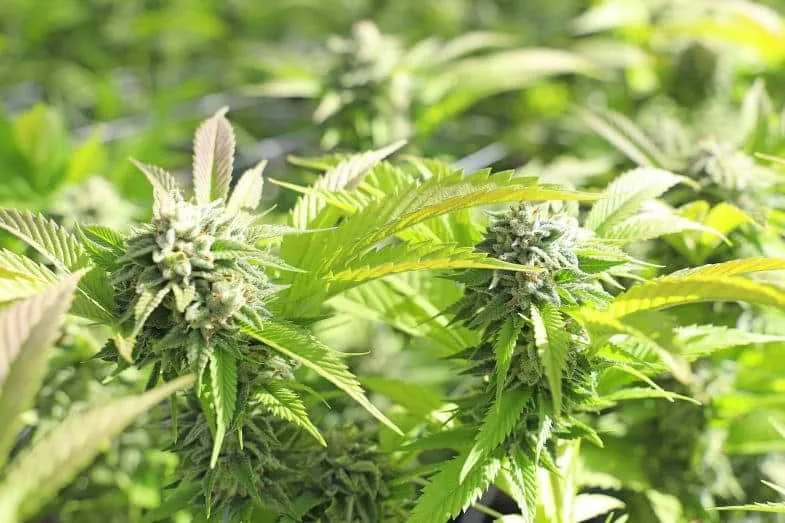 cannabis-hydroponique La culture hydroponique