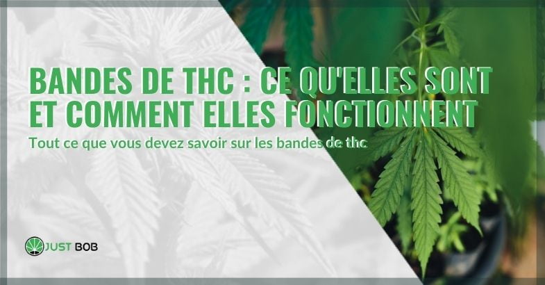 Qu'est-ce que les bandes THC ? | Justbob