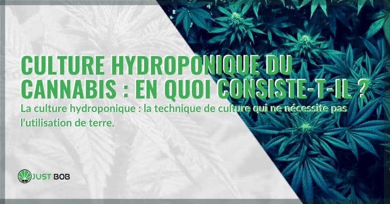 En quoi consiste la culture hydroponique du cannabis ? | Justbob