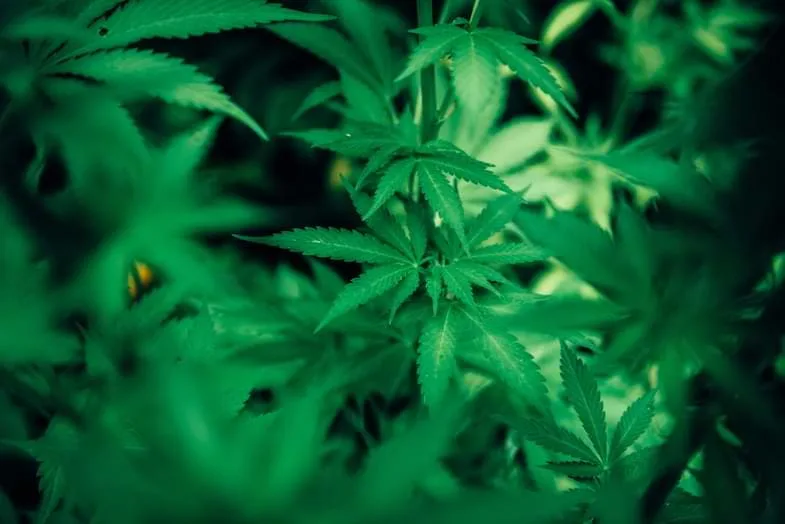 hydroponique Cannabis hydroponique | Justbob