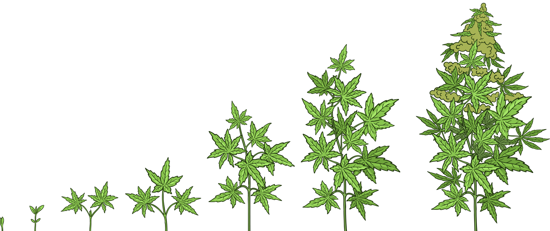 les-plantes-de-cannabis 
