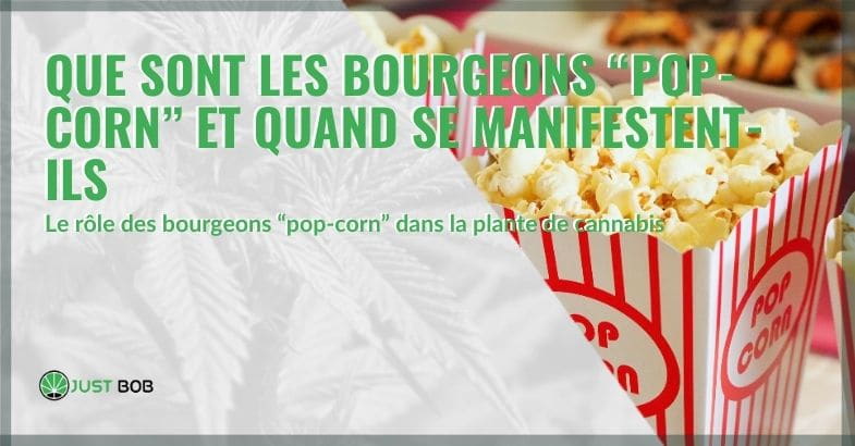 Qu'est-ce qu'un sommet de pop-corn et quand se produit-il ? | Justbob