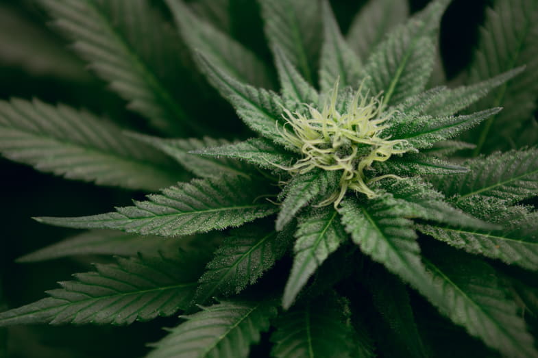 Marijuana en fleurs | Justbob