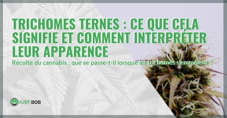 Quelle est la signification des trichomes mats ? | Justbob
