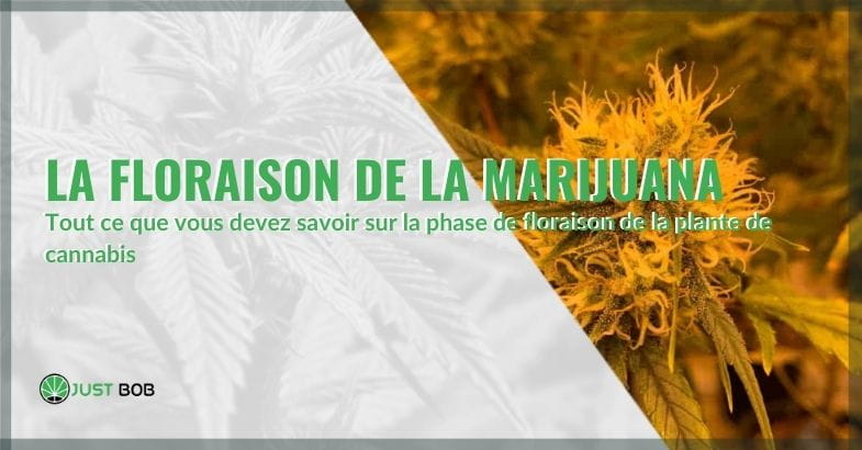 Tout sur la floraison de la marijuana | Justbob