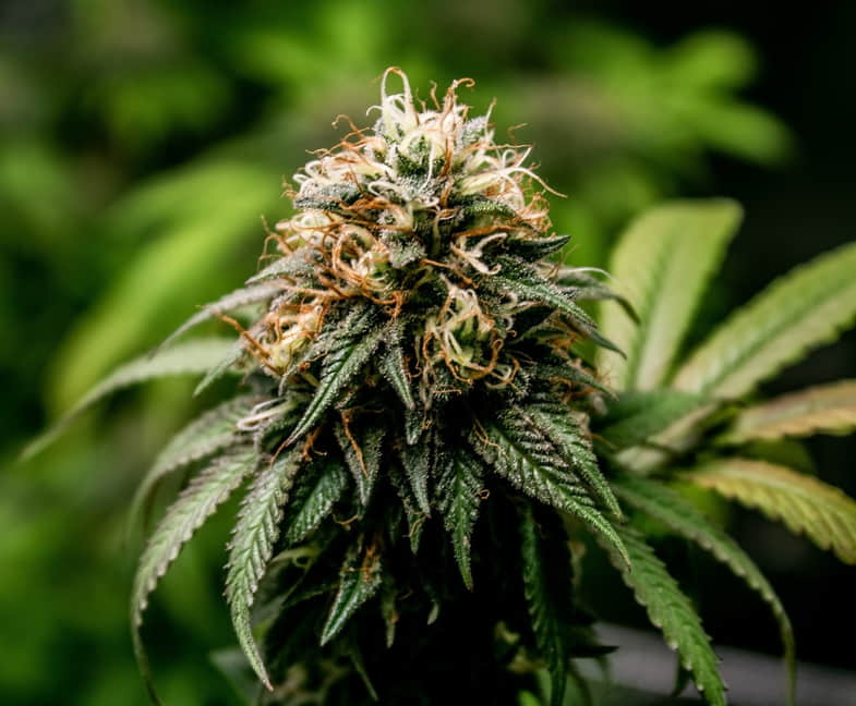 Trichomes opaques | Justbob