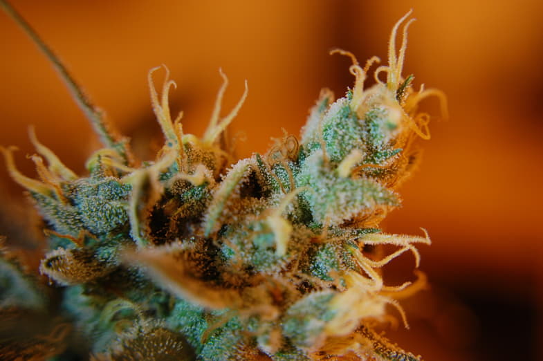 Trichomes opaques | Justbob