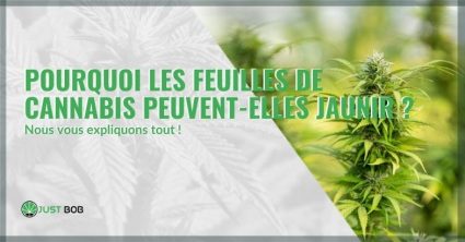 C'est pourquoi les feuilles de cannabis deviennent jaunes | Justbob