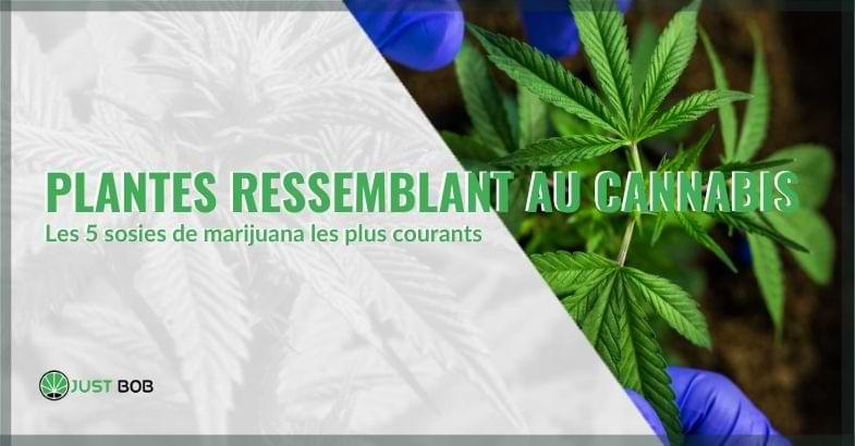 Plantes similaires à cannabis | Justbob