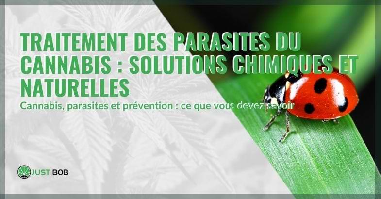 Traitements pour les parasites du cannabis | Justbob