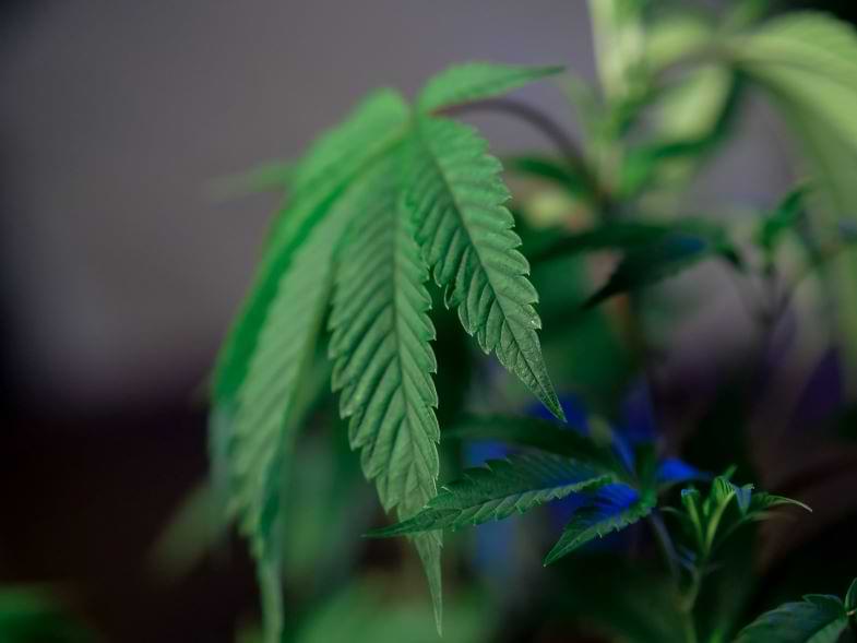 Concentrés de cannabis | Justbob