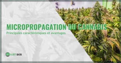 Caractéristiques et avantages de la micropropagation du cannabis | Justbob