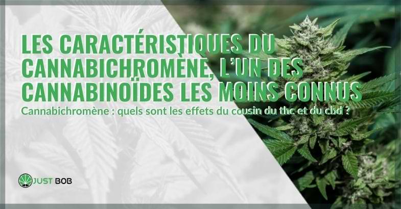 Les caractéristiques du cannabichromène | Justbob