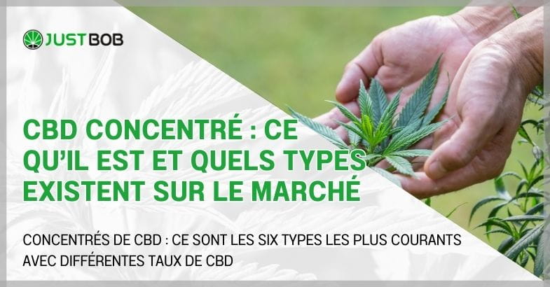 CBD concentré : ce qu’il est