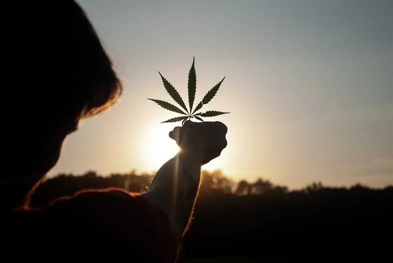 Silhouette d'une personne tenant à bout de bras une feuille palmée de chanvre devant un soleil couchant aux teintes orangées en contre-jour