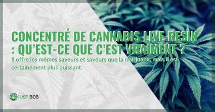 Qu'est ce qu'un concentré de résine vivante de cannabis | Justbob