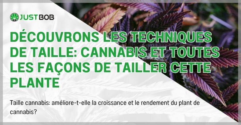 Découvrons les techniques de taille: cannabis et toutes les façons de tailler cette plante