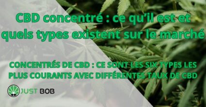 CBD concentré : ce qu’il est et quels types existent sur le marché