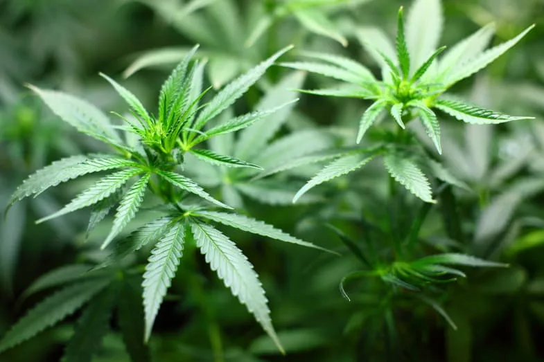 Plant de cannabis en pleine santé avec feuillage vert dense après correction des carences nutritives et stabilisation du pH du substrat