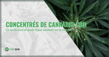 Qu'est-ce qu'un concentré de chanvre ? Justbob