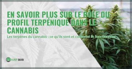 Le rôle du profil terpénique du cannabis | Justbob
