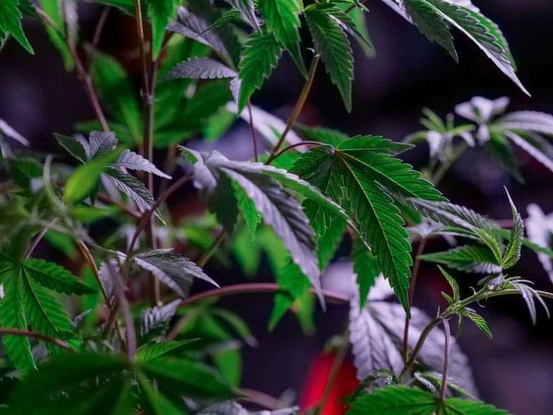 Plantes sosies du cannabis | Justbob