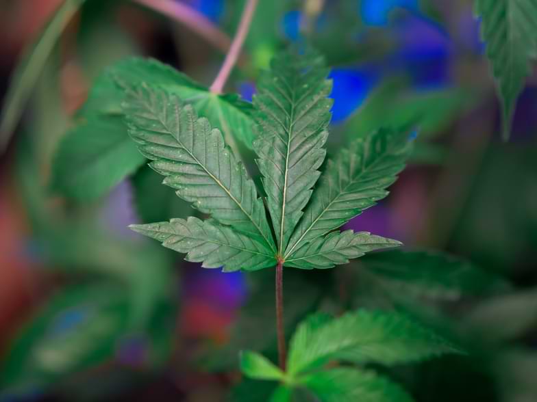 Plantes ressemblant au cannabis | Justbob