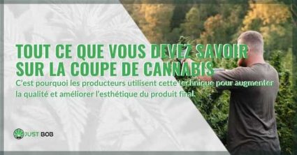 Tout sur la coupe du cannabis | Justbob