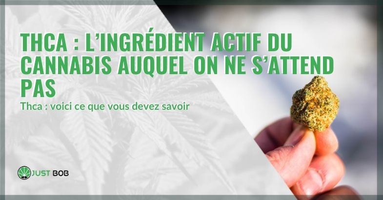 Tout sur le THCA du cannabis | Justbob