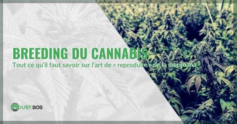 Tout sur la culture du cannabis | Justbob